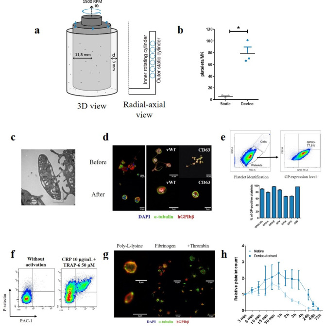 Uniform impact on individual megakaryocytes is essential for efficient in vitro platelet production.