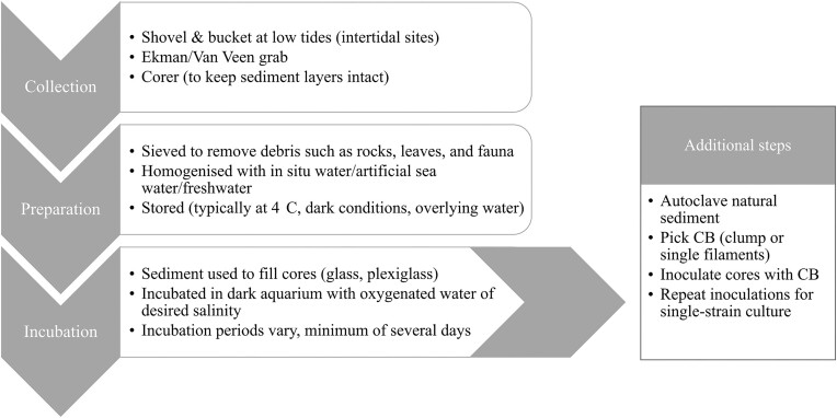 Multidisciplinary methodologies used in the study of cable bacteria.