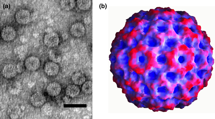 ICTV Virus Taxonomy Profile: <i>Bromoviridae</i> 2025.