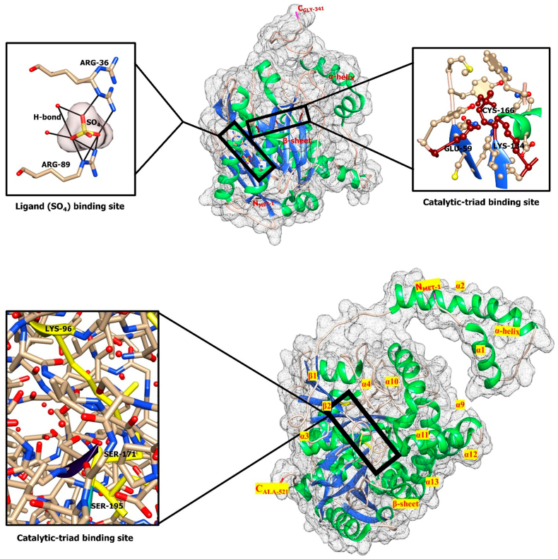 Microbial amidases: Characterization, advances and biotechnological applications
