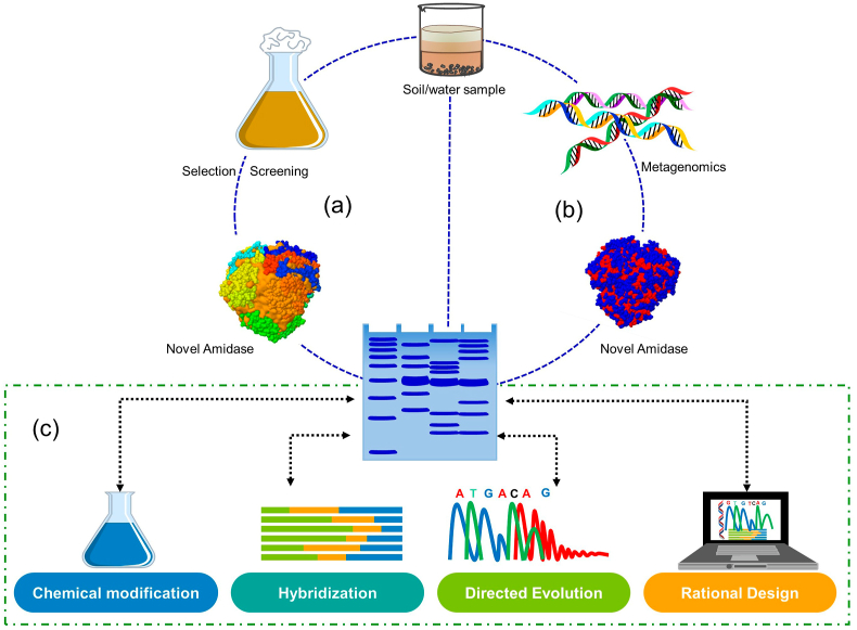 Microbial amidases: Characterization, advances and biotechnological applications