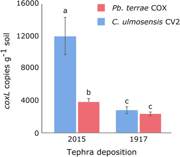 Carbon monoxide-oxidising Pseudomonadota on volcanic deposits.