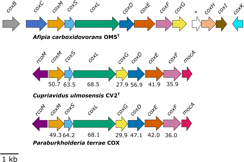 Carbon monoxide-oxidising Pseudomonadota on volcanic deposits.