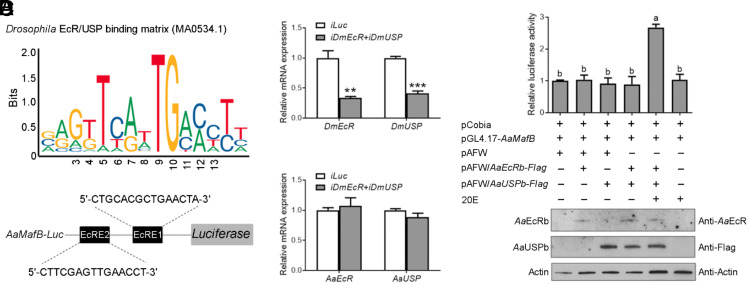 The ecdysone-induced bZIP transcription factor MafB establishes a positive feedback loop to enhance vitellogenesis and reproduction in the <i>Aedes aegypti</i> mosquito.