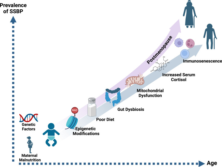 Aging and sex differences in salt sensitivity of blood pressure.