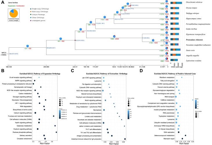 Telomere-to-telomere genome and resequencing of 231 individuals reveal evolution, genomic footprints in Asian icefish, Protosalanx chinensis.