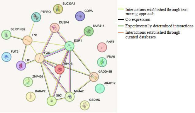 Dysregulated genes in HIGK-treated <i>F. nucleatum </i>and their possible association with HNSCC.