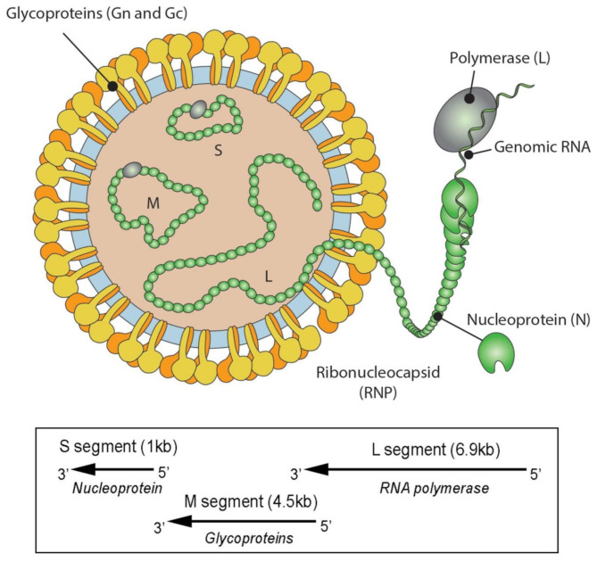 Addressing the emerging threat of Oropouche virus: implications and public health responses for healthcare systems.