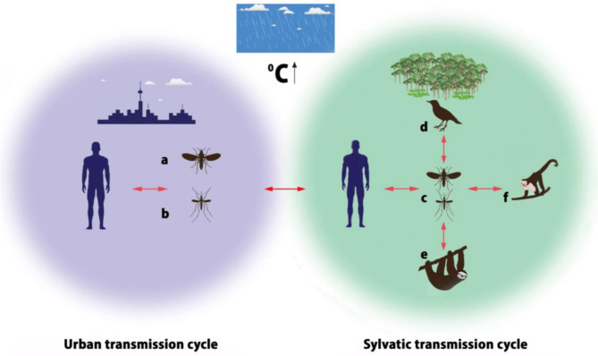 Addressing the emerging threat of Oropouche virus: implications and public health responses for healthcare systems.