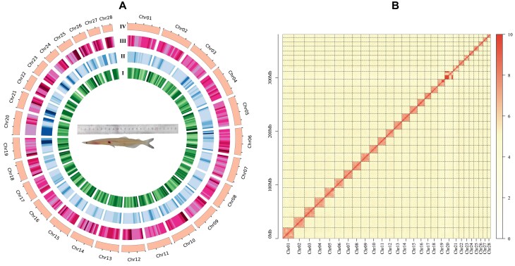 Telomere-to-telomere genome and resequencing of 231 individuals reveal evolution, genomic footprints in Asian icefish, Protosalanx chinensis.