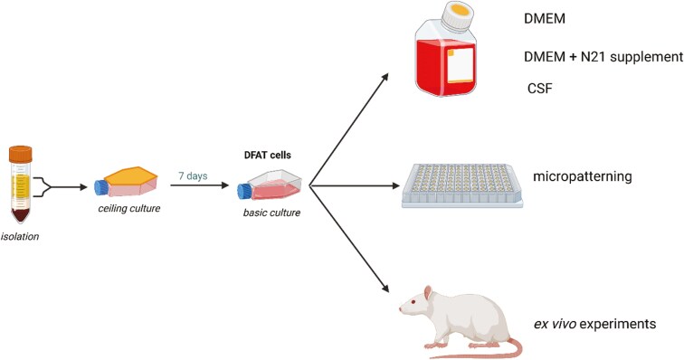 The influence of biomimetic conditions on neurogenic and neuroprotective properties of dedifferentiated fat cells.