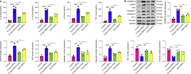 Qilian Jiechang Ning Alleviates TNBS-Induced Ulcerative Colitis in Mice and Segatella copri Outer Membrane Vesicle-Triggered Inflammation in Colon Epithelial Cells via the Caspase-1/11-GSDMD Pathways.