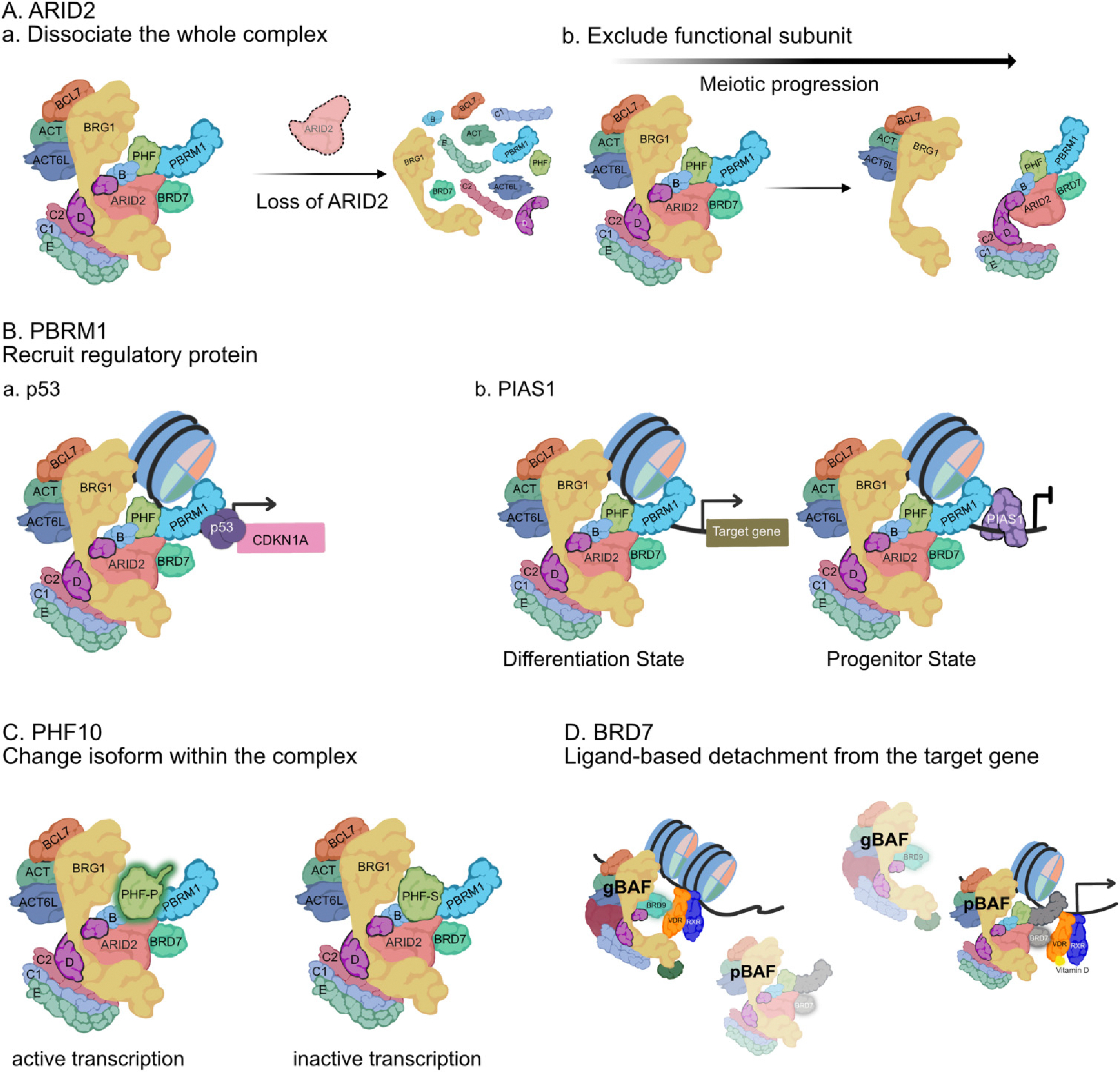 The role of the polybromo-associated BAF complex in development.
