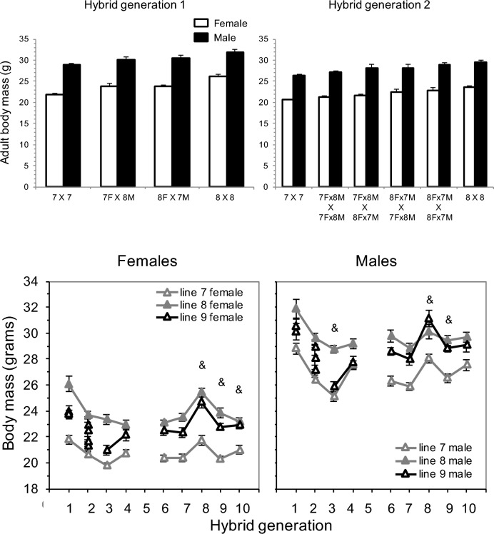 Can a Hybrid Line Break a Selection Limit on Behavioral Evolution in Mice?