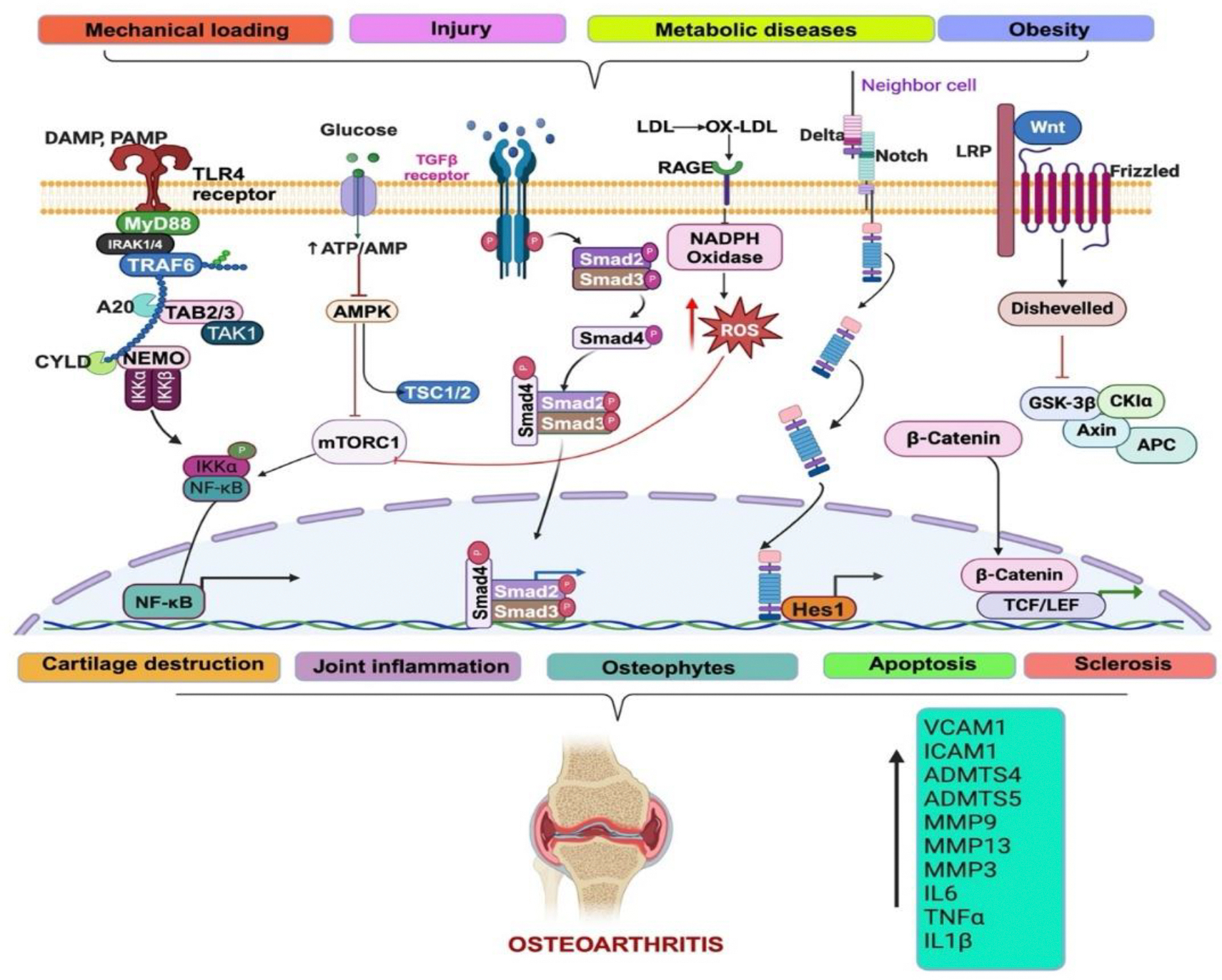 Advancing Osteoarthritis Research: Insights from Rodent Models and Emerging Trends.