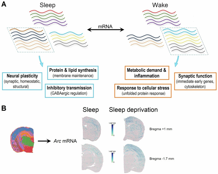 Revisiting brain gene expression changes and protein modifications tracking homeostatic sleep pressure.