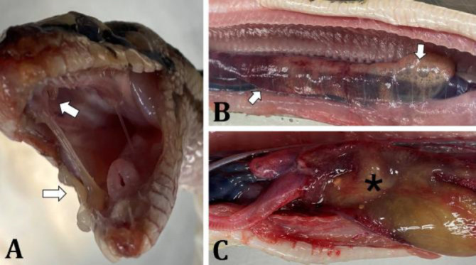 First case of serpentovirus infection in a ball python (<i>Python regius</i>) in Thailand: a case report with molecular characterization.