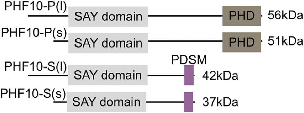 The role of the polybromo-associated BAF complex in development.