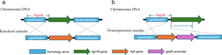 Involvement of the intracellular β-glucosidase BGL1B from Aspergillus niger in the regulation of lignocellulose-degrading enzymes’ synthesis