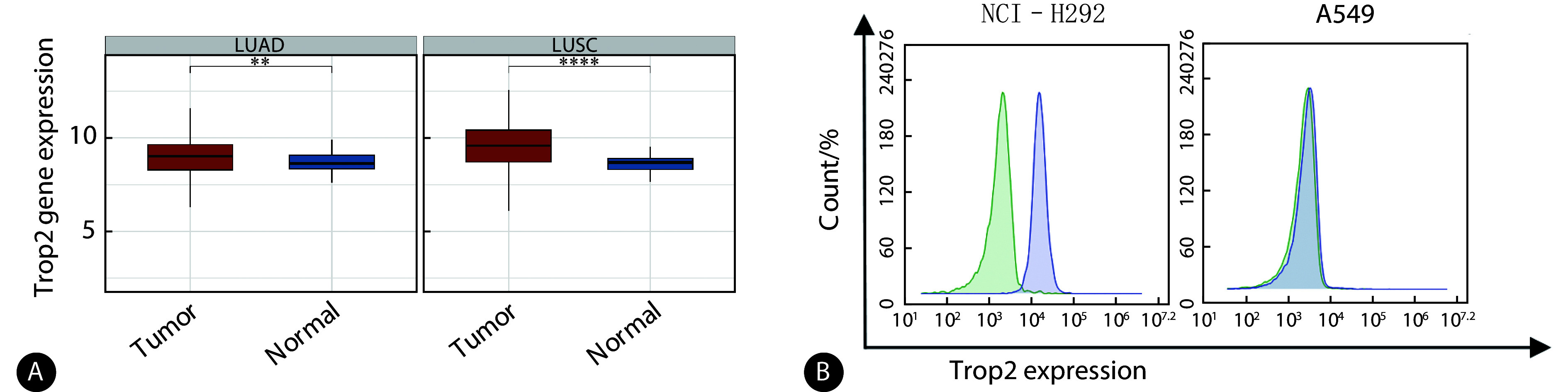 [Preparation of Trop2-Targeted CAR-T Cells Based on Nanobodies and Their Antitumor Effects Against Non-Small Cell Lung Cancer].