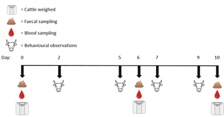 Stocking density in intensive housing and the implications for beef cattle behavior, stress physiology, and liveweight.
