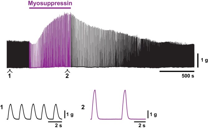 Peptidergic Modulation of the Lobster Cardiac System Has Opposing Action on Neurons and Muscles.