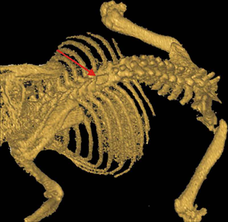 A comprehensive visual report of urodynamic study in rats with spinal cord injury.