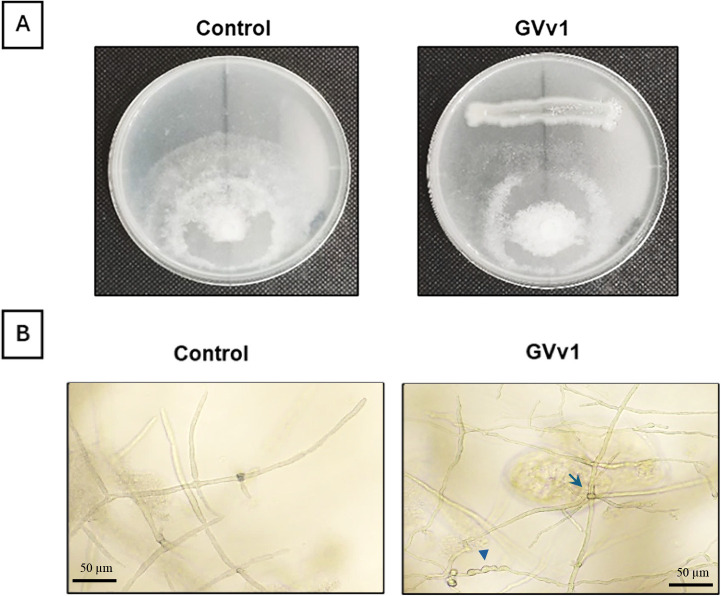 Biocontrol of Phytophthora Root and Stem Rot and Growth Promotion of Soybean Plants by the Rhizobacterium Enterobacter pseudoroggenkampii Strain GVv1 Isolated from Vicia villosa Roth.