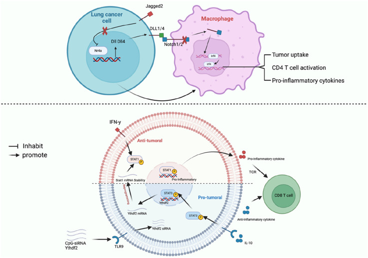 Macrophage Polarisation in the Tumour Microenvironment: Recent Research Advances and Therapeutic Potential of Different Macrophage Reprogramming.