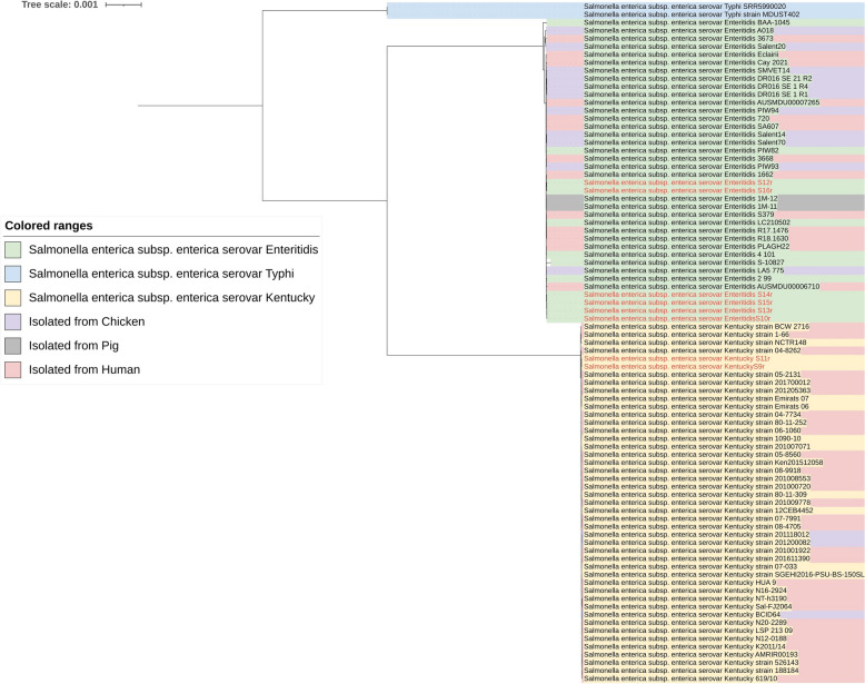 Whole-genome sequencing-based characterization of Salmonella enterica Serovar Enteritidis and Kentucky isolated from laying hens in northwest of Iran, 2022-2023.