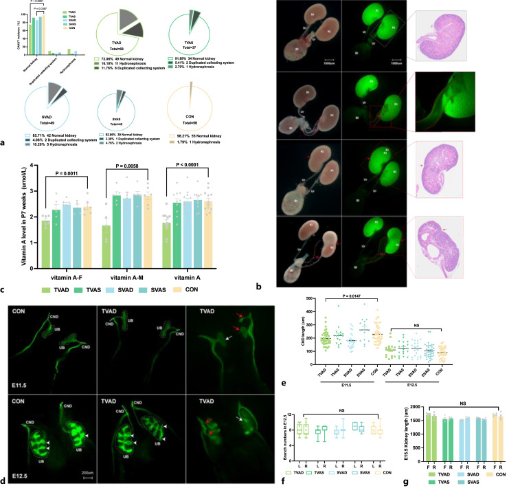 Vitamin A Deficiency Disturbs Ret Expression and Induces Urinary Tract Developmental Abnormalities in Mice.