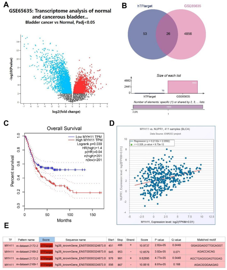 Transcriptional Regulation of NUPR1 by MYH11 Activates PI3 K/AKT and Promotes Bladder Cancer Progression Through Ferroptosis and M2 Polarization of Macrophages.