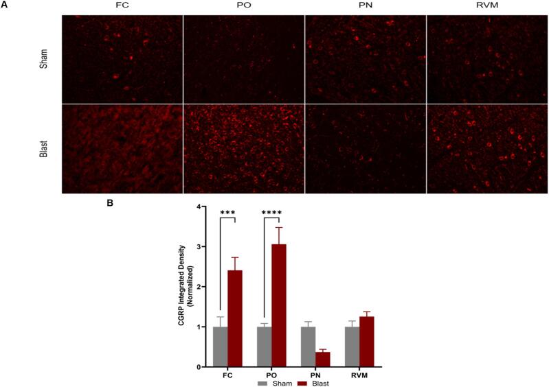 Glial activation and nociceptive neuropeptide elevation associated with the development of chronic post-traumatic headache following repetitive blast exposure