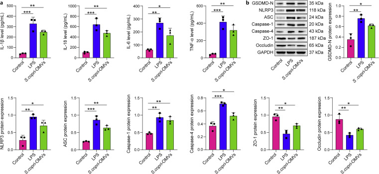 Qilian Jiechang Ning Alleviates TNBS-Induced Ulcerative Colitis in Mice and Segatella copri Outer Membrane Vesicle-Triggered Inflammation in Colon Epithelial Cells via the Caspase-1/11-GSDMD Pathways.