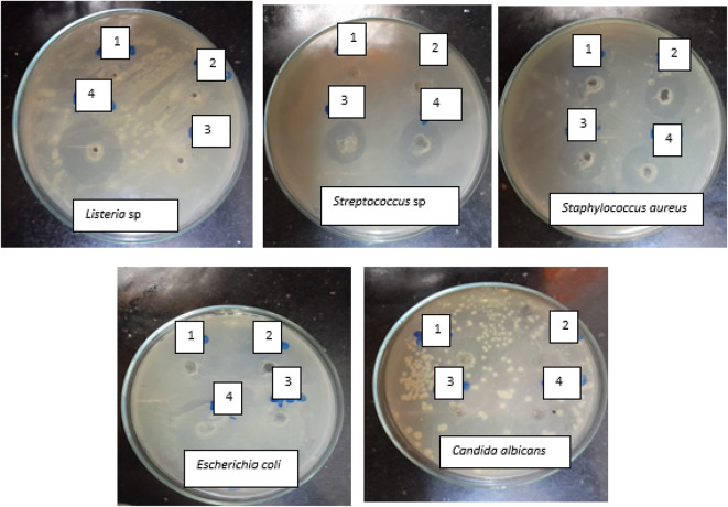 Biosynthesis and health promoting traits of green synthesized cobalt oxide nanoparticles.