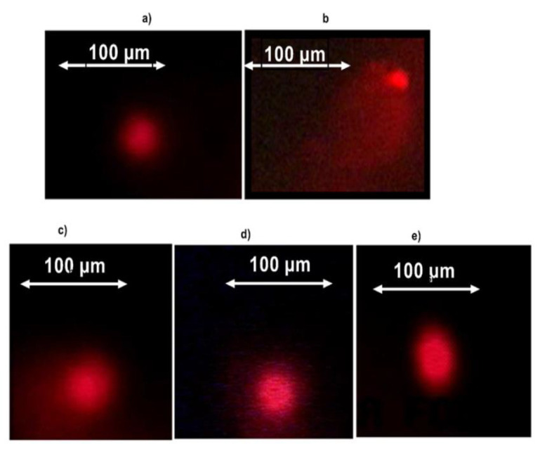 Antioxidant effects and protective potential of fruit extracts of <i>Detarium microcarpum</i> against arsenic trioxide-induced human lymphocytes DNA oxidative damages.
