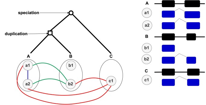TranscriptDB: a transcript-centric database to study eukaryotic transcript conservation and evolution.