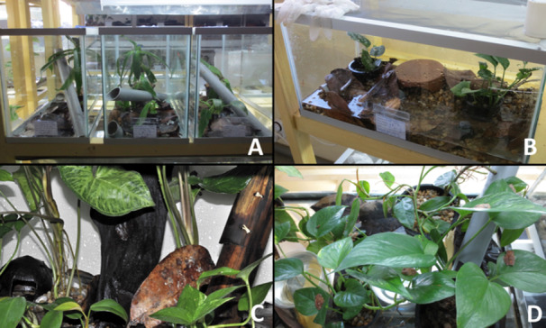 Captive Breeding Reveals Insights Into the Ecology and Reproductive Biology of 11 Little-Known Malagasy Frog Species.
