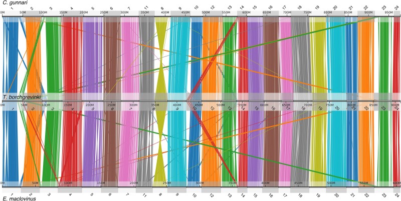 The genome of the cryopelagic Antarctic bald notothen, Trematomus borchgrevinki.