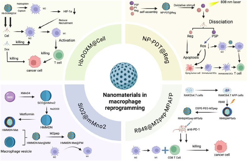 Macrophage Polarisation in the Tumour Microenvironment: Recent Research Advances and Therapeutic Potential of Different Macrophage Reprogramming.