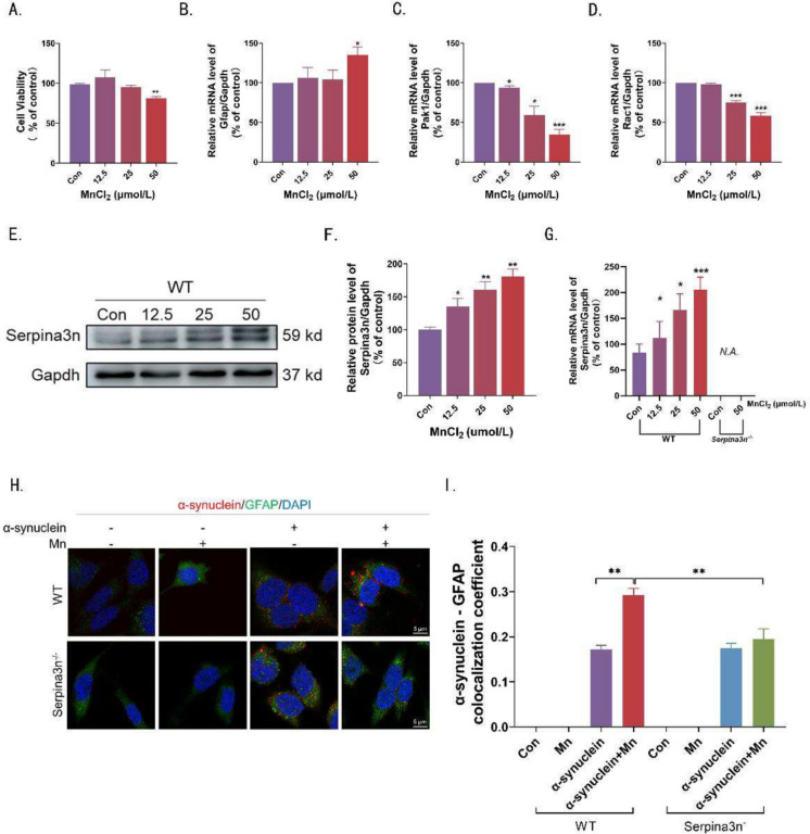 Manganese exposure induces parkinsonism-like symptoms by Serpina3n-TFEB-v/p-ATPase signaling mediated lysosomal dysfunction.