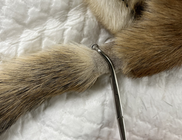 A novel electroencephalographic evaluation of noxious stimulation during isoflurane anesthesia in dogs.