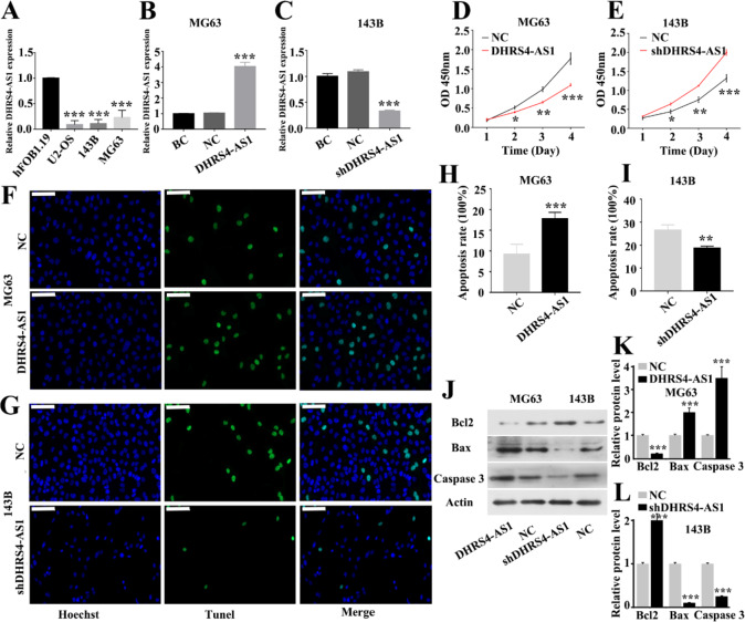 Long noncoding RNA DHRS4 antisense RNA 1 suppresses osteosarcoma cell proliferation and promotes apoptosis through a competitive endogenous RNA mechanism.