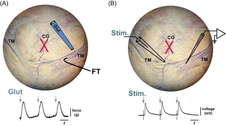 Peptidergic Modulation of the Lobster Cardiac System Has Opposing Action on Neurons and Muscles.