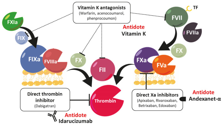 Reversal of oral anticoagulation in emergency conditions.