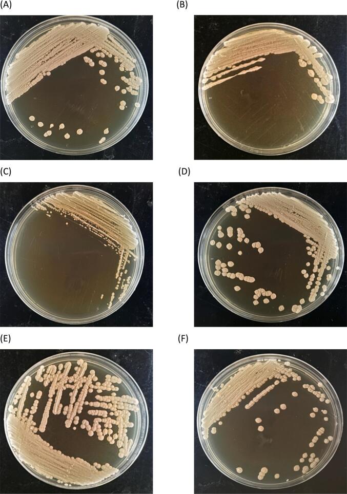 Evaluation of the application of wild yeasts in inhibiting germination of ochratoxin-producing Fungi during coffee fermentation process