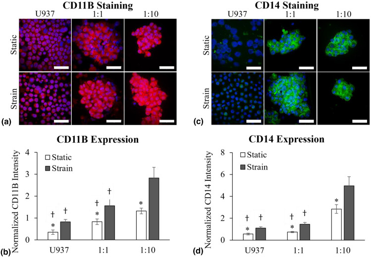 Co-stimulation with equibiaxial strain and pre-osteoblast co-culture differentiates monocytes in a bone model.