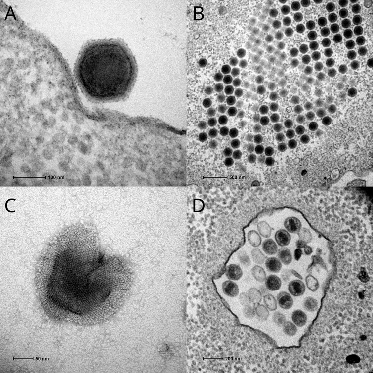 Pacmanvirus isolated from the Lost City hydrothermal field extends the concept of transpoviron beyond the family Mimiviridae.