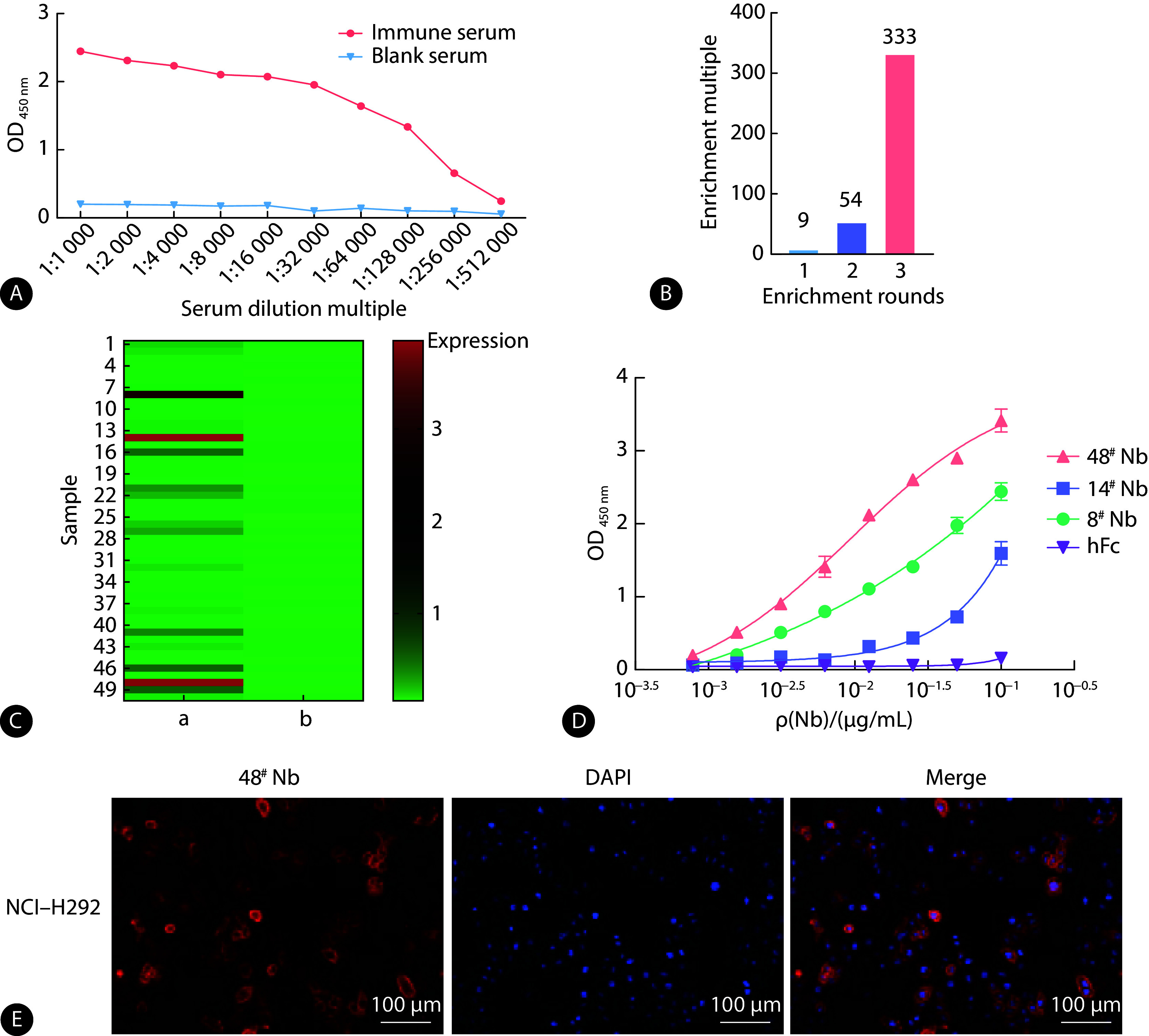 [Preparation of Trop2-Targeted CAR-T Cells Based on Nanobodies and Their Antitumor Effects Against Non-Small Cell Lung Cancer].