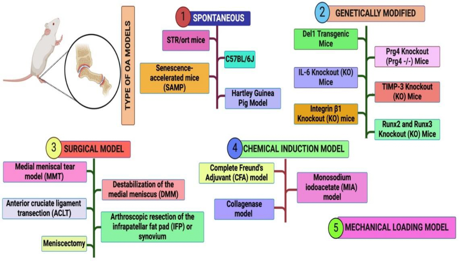 Advancing Osteoarthritis Research: Insights from Rodent Models and Emerging Trends.